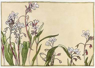 Spring Beauty 1915 Hannah