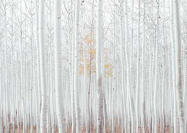 Neutral White trees