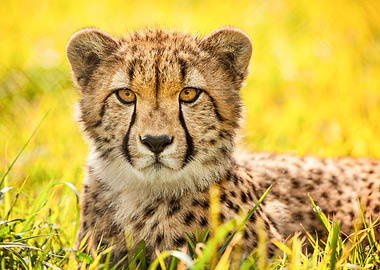 Cheetah