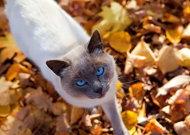 Autumn Cat