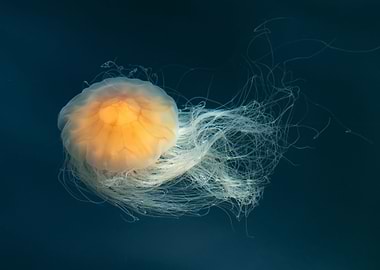 Jellyfish