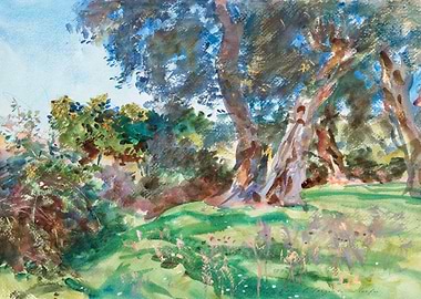 Olive Trees Corfu 1909