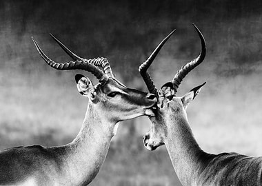 Two male impala affection