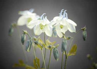 White columbine flowers
