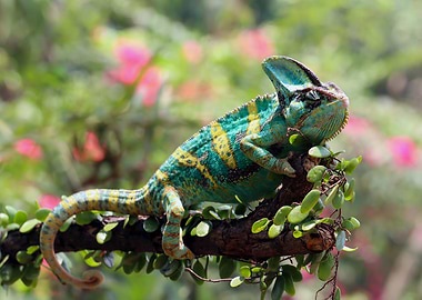 Chameleon