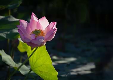 Light and shadow lotus