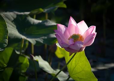 Light and shadow lotus