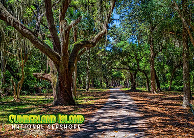 Cumberland Island
