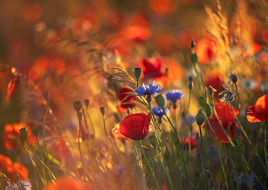 Summer meadow, red poppies