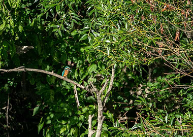 KingFisher