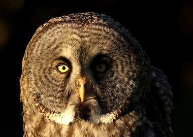 Great gray owl close up