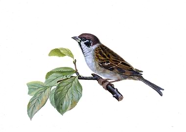 Sparrow