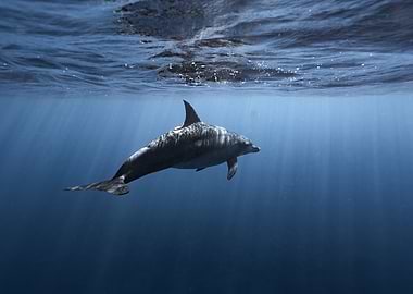 dolphin in sea