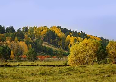 Autumn forest on a hill