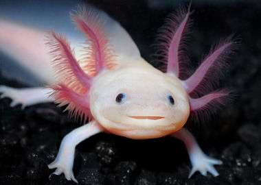 axolotl