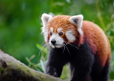 animal face red beer