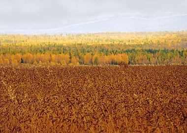 Wheat field