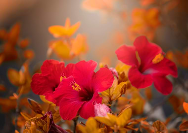 Red hibiscus flower,macro