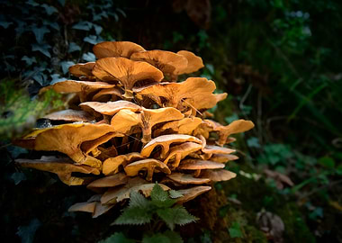 Autumn Mushrooms