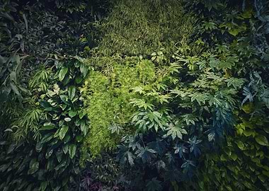 Tropical plants texture