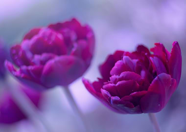 Purple tulips, macro