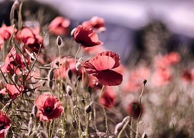Meadow, red poppy flowers