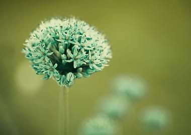 Green garlic,flower, macro
