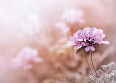 Pastel pink geraniums