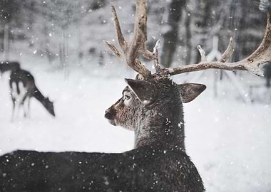 deer snow tree
