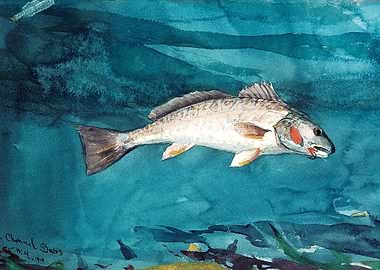 Channel Bass 1904 by Homer