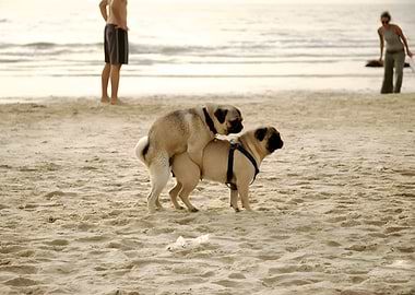 Dog marryin the beach