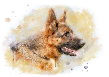 German Shepherd watercolor