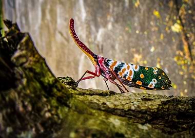 five colored insects