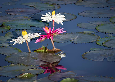 Water lily