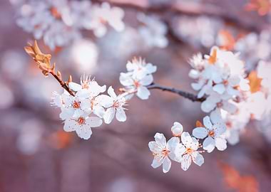 Pink cherry blossom flower