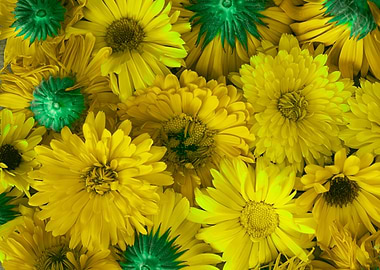 Yellow flowers