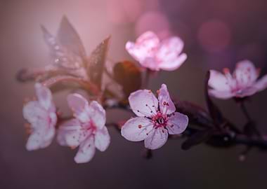 Pink Cherry blossom, macro