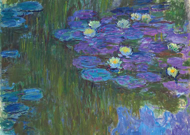 Water lilies in bloom