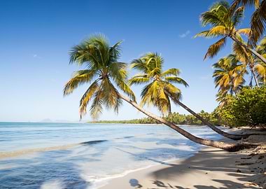 Salines beach Martinique