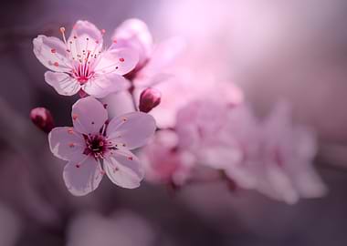Pink Cherry blossom, macro