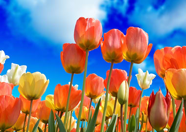 tulips
