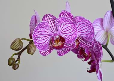 orchid