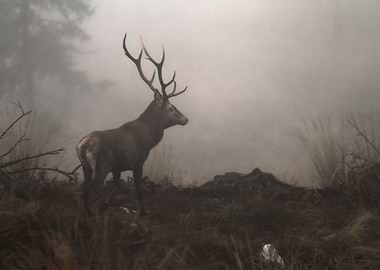 Stag on alert