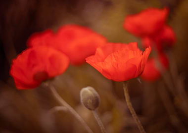 Red poppy flowers, macro