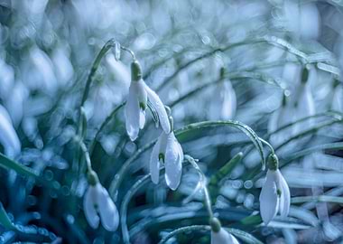 White spring snowdrops
