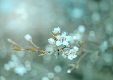 Spring trees, white flower