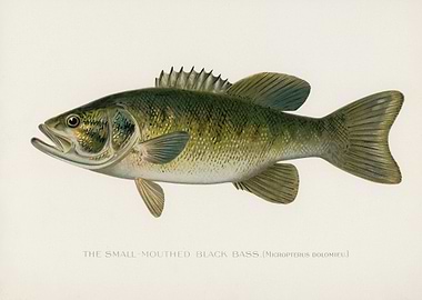 SmallMouthed Black Bass