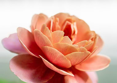 delicate petals of rose