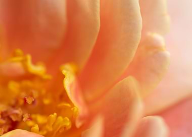 delicate petals of rose