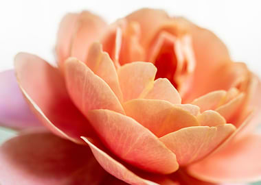 delicate petals of rose